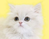 고양이분양 나비캣, 다양한 묘종 한눈에 선보여 화제