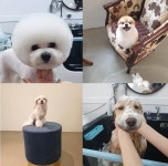 송파애견미용실 펫디자이너 시나, 5월 대형견 미용 시 스파 무료 이벤트 실시