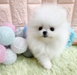 동두천 강아지 분양은 의정부 멀티 펫샵 펫인쥬