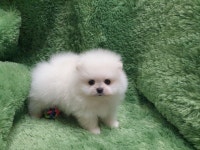 최대 85% 분양가 할인 등 여름이벤트 실시 광주강아지분양 고양이분양 펫왕국