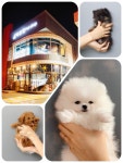 강아지분양, 고양이 분양 미유펫 서울 강남점을 비롯한 인천 송도점 등 분양문의가 이어지고 있어