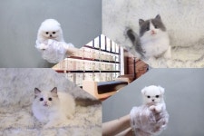 다양하고 퀄리티높은 부산고양이분양, 강아지분양 선보이는 미유펫 주목