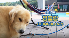 가평 강아지 호텔 멍블랑 펫 리조트 반려동물 웰빙 펫가전 시대 맞춘 서비스 마련