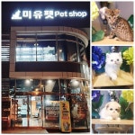 강남 강아지분양, 고양이분양 전문 미유펫에서 가을을 맞이해 최대 85% 할인과 반려동물 무료분양 이벤트 진행
