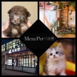 많은 반려인들의 끊어지지 않는 관심과 발걸음 고양이분양, 강아지분양 애견샵 미유펫의 이유