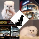 고양이분양, 강아지분양 전문 애견샵 미유펫 초보 반려인들을 위해 합리적인 분양이벤트 실시