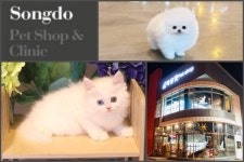 자체동물병원으로 차별화된 서비스를 선보이고 있는 강아지분양, 고양이분양 전문 애견샵 미유펫 주목