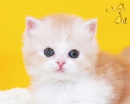 프리미엄 고양이 분양샵 나비캣, 합리적인 분양가와 뛰어난 퀄리티로 애묘인의 관심을 모아