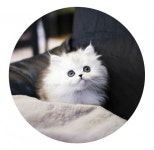 톰앤캣광명고양이분양 | 고양이 분양샵 '가필드고양이', 24시간 운영·전국홈서비스 진행 등 다양한 고객중심 서비스 펼쳐