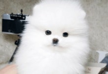 인천강아지분양 스타멍스, 매장 이전 최대 50% 할인 이벤트로 건강한 반려견 분양 진행