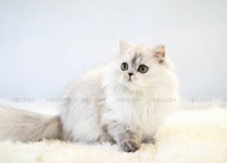 프리미엄 고양이 분양샵 가필드고양이, 전담 펫플래너 도입해 1:1 맞춤 상담 실시