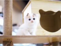 17년 경력의 고양이 분양샵 가필드고양이, 고양이 무료분양 희망자에게 인기