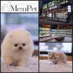 특이한 품종들을 만나볼 수 있는 고양이분양, 강아지분양 전문애견샵 미유펫 마니아층의 지지를 얻어