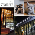 건강하고 퀄리티 높은 고양이분양, 강아지분양이 가능한 미유펫 애견샵, 명절 맞이 할인 이벤트 진행