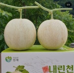 고급 꿀멜론의 대명사 하니원2멜론 일광농원 수확 본격화