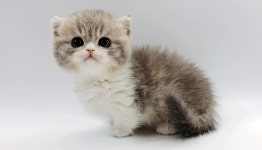 고양이 분양 전문 업체 제나캣, 다채로운 묘종 분양 진행