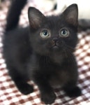 고양이 분양샵 가필드고양이 전문의 통해 건강관리 철저히 진행