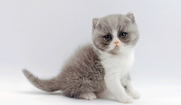 고양이 분양샵 제나캣, 할인 이벤트 선보여