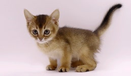 고양이 분양샵 제나캣, 가을 맞이 이벤트 연장 소식 전해