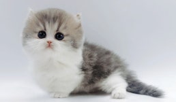고양이 전문 분양샵 제나캣, 자체 브리딩 진행해 건강한 고양이 분양 나서