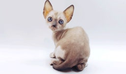 고양이 분양샵 제나캣, 전문가 분양 서비스 및 특별 분양가 할인 프로모션 진행