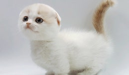 고양이 분양샵 제나캣, 안전한 서비스 및 다채로운 혜택 지원