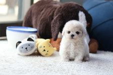 강아지-고양이 분양샵 아담스펫, 안심 분양 제공