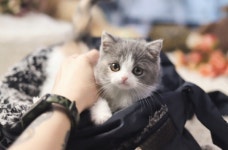 고양이분양 전문 가필드고양이 프리미엄 반려묘 분양가 70% 할인