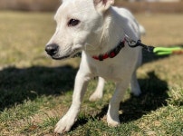 유기동물보호센터 아이조아 요양보호소에서 말하는 무료분양 시 주의해야 할 사항