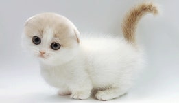 프리미엄 고양이 분양샵 제나캣, 건강한 고양이 분양 진행