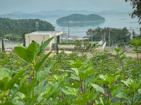 완도군, 황칠나무 활용한 다양한 활동 선보여