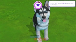 에이치투 인터렉티브 리틀 프렌즈: 퍼피 아일랜드 닌텐도 스위치 한국어 번역판 패키지 29일 출시 예정