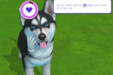 에이치투 인터렉티브 리틀 프렌즈: 퍼피 아일랜드 닌텐도 스위치 한국어 번역판 패키지 버전 출시