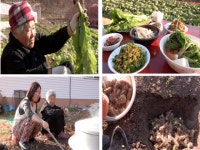 ‘한국인의 밥상’ 배추꼬랑이를 아십니까?…97회 예고