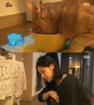 ‘동물농장’ 배다해, 거식증 고양이 준팔이와 근황 공개...아낌없는 사랑에 시청자 감동