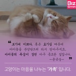 [카드뉴스] 난 스타를 집사로 두고 있다옹~ 부럽냐옹? (스타 반려묘 편)