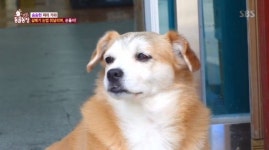 TV 동물농장, 갈매기 눈썹견 순돌이와 견주의 껌딱지 우정