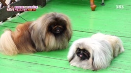 페니키즈 왕좌의 게임, 딸 공주 지키려는 아빠 스타 VS 수컷 3인방