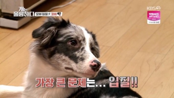 '개는 훌륭하다 코비' 보더콜리 입질+문제 행동에 무릎 꿇은 강형욱 | 포토뉴스