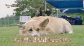 군산유기동물보호소, 유기견의 천국→수용소…그곳에 무슨 일이?