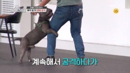 아메리칸 불리 강아지 마운팅 문제…강형욱, 헬퍼독 투입→공격성 확인