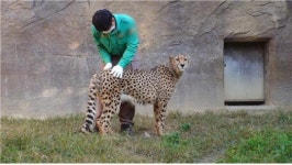 TV동물농장 청도 게임영재견 또이ㆍ숨는견 순이ㆍ사파리 맹수들의 건강검진