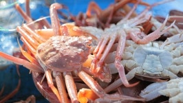 대게철 맞아 바쁜 후포 어시장ㆍ울진 왕돌초(바닷가 사람들)