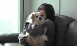 TV 동물농장 천재견 행복이 2세 출산ㆍ다람쥐 꼬미ㆍ엄마 공격하는 개 희망이 소개