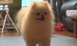 TV동물농장 분리불안 견 모레ㆍ제주 미어캣 두리