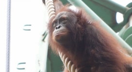 오랑우탄 뽀리&뽀미의 고공 타워 도전ㆍ떠돌이견 따리(TV 동물농장)