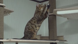 영축산 충효사 안내견 몽이(TV동물농장)