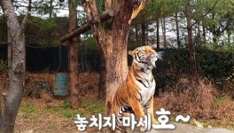 카피바라ㆍ불곰ㆍ물범ㆍ호랑이 등 동물들의 겨울나기(TV동물농장)