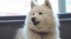 백사자 랑크ㆍ1인자 다옴, 에버랜드 사파리 사자의 왕은?(TV 동물농장)