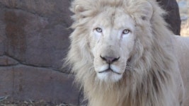 백사자 랑크ㆍ1인자 다옴, 에버랜드 사파리 사자의 왕은?(TV 동물농장)